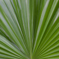 Saw Palmetto
